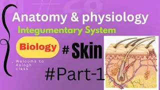 Anatomy and physiology, Integumentary System (skin) class 1, for all nursing students 