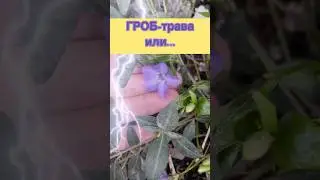 Барвинок малый - ужасный или милый&hellip; #садоводничество #дача #garden #plants
