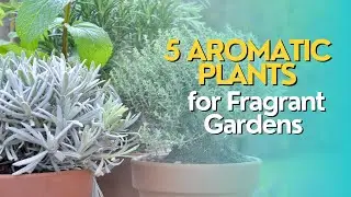 Top 5 Aromatic Plants for Fragrant Gardens