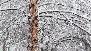 Snow Branches