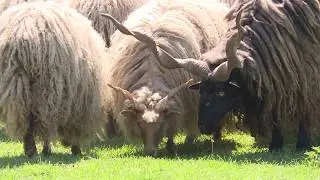 Mező-Föld - 2017.05.26.