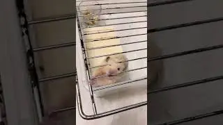 Hamster chewing through steel cage bars