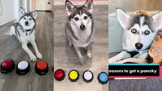 Sapphie the Pomsky New TikTok Videos - Best of Sapphie The Pomsky TikTok Compilation 2023