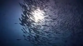 Support Georgia Aquarium's Ocean Research and Conservation