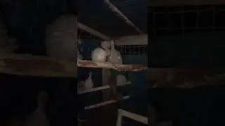 Цесарята готовятся спать #цесарки #цесарята #хозяйство  #деревня #юг  #югроссии