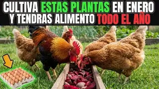 Si siembras esto en ENERO, tus gallinas comerán GRATIS todo el año