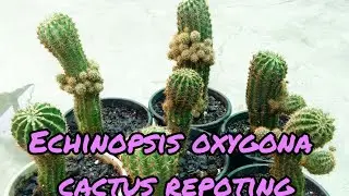 Echinopsis oxygona cactus repoting