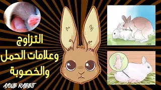 سلسلة محترف الأرانب/ الحلقة 4: الطريقة الصحيحة للتزاوج وعلامات تدل على حمل الأرنبة