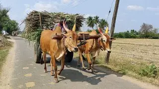Indian New Young Bullock Cart Heavy Load Ride | New Young Buffalo Video