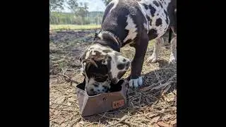 The Best Collapsible Dog Bowls For Travel Suitable For All Dogs #traveldog #dogs #adventuredogs