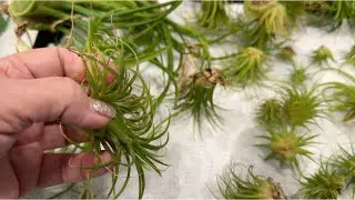 Showing Off My Air Plant Babies (Pups)! (Plus Bath Time!)