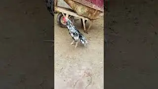 aseel fighter rooster video kala java lakha peela white parrotbeak #aseel #rooster #parrotbeak