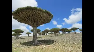 Travelogue- From Garden of Eden to Purgatory: Yemen and Socotra Island