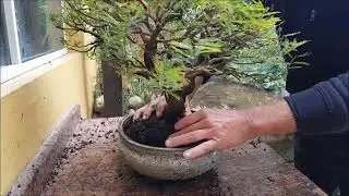 Troca substrato 13-08-22 Caliandra alporque
