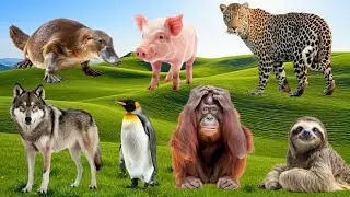Cute Farm Animals: Sheep, Goat, Cow, Chicken, Rabbit, Pig, Duck, Buffalo, Dog, Parrot &ndash; animal video