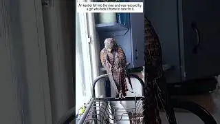 A kestrel fell into the river and was saved by a girl and then #kestrel #kestrels  #animals
