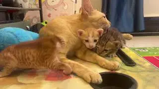 Watch...! 4 Cute Kittens Enjoy With Mama Cat. #kitten #adoptstrays #cute @TheStrayCatsandKittens