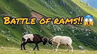 Rams' battle in the mountains!