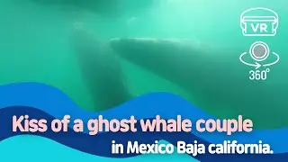 [360 VR] Kiss of a ghost whale couple in Mexico Baja california.