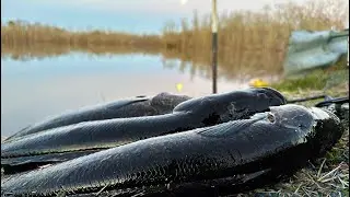 Eastern Shore SLAM: Snakehead, Bass, and SLAB Crappie Fishing; March 2023 Kayaking Fishing