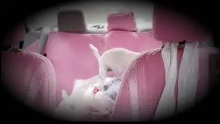 ABBY helping the infamous VP (VeganPatriot) deliver groceries for Walmart in Scottsdale, AZ