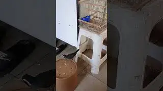 el de cuchillo co!