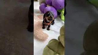 This tiny puppy melts hearts with his cry 🥹 #puppy