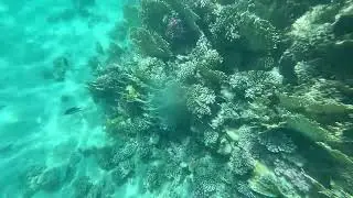 Underwater photography - Incredibly, Explore the VIBRANT World of Colorful Fish in Egypt's Red Sea