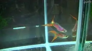 Doppelschwert Guppy 12 6 Int  Vienna Austria