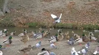 Duck Sounds | Quacking Ducks | Duck Sound Effects | Nature Sounds | Duck Calls | Relaxing Sounds