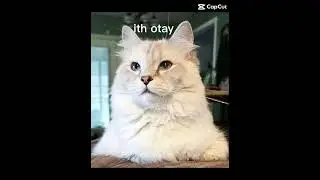 Cats have the best expressions #cat #cute #funny #catlover #memes
