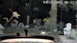 MOJAVE DESERT:LIVE:) LOTS OF BIRDS AND SQUIRRELS:) NATURE SHOW #mojavedesert#nature#squirrels#birds