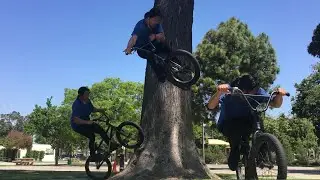 Learning BMX Bike (Tree Ride and Flatland) day 734