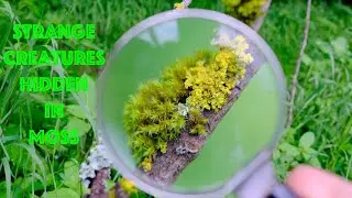 What Lives in Moss?