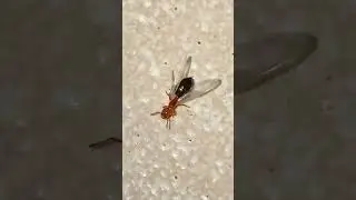 Cocktail Ants #shorts #ants #inaturalist  #annlazaro