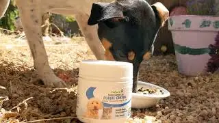 Transform Your Dog's Dental Health with VETNEX Plaque Control Dental Powder