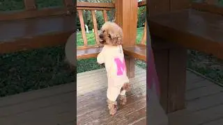 🌨️🧥Pets winter warm clothes #ecommerce #shopify #shorts #pets #dog #youtubeshorts #tiktok #trending