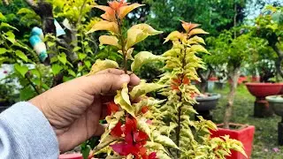 DRAGON FLAME BOUGAINVILLEA, ITS BEAUTY AND CHARACTERISTICS