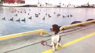 Do MORE with your DOG!