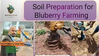 how to make soil acidic for blueberries?blueberry krushige mann tayaari hege madabeku?