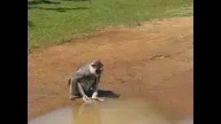 Animal YALA  monkey drinking hot water safari topten@world