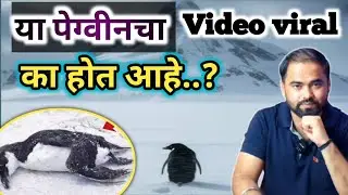 Viral depressed penguin story | या पेंग्विन चा व्हिडिओ व्हायरल का होत आहे