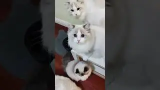 🐱❤️ Ragdoll Family Fun: A Day in the Life of Fluffy Cuteness! #cat #kitten#cutecat #pets #cutespets