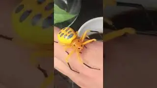 Eight-Spotted Crab Spider mysteriously appears