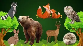 Learn Cute Forest Animals &ndash; Bear, Deer, Hedgehog, Fox, Owl, Rabbit, Racoon | Learning Video for Kids