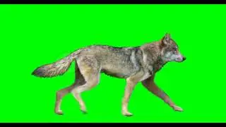 wolf green screen...shorts