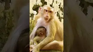 Cute Baby Monkey - Most Smart Baby Monkey In The  World