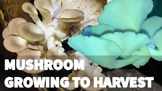 KAILAN MAGHARVEST NG OYSTER MUSHROOM | FIRST OYSTER MUSHROOM HARVEST