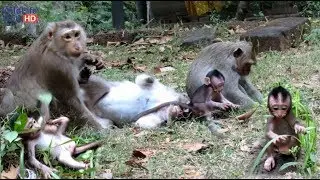 Jessie Baby Monkey Look So Happy Today, Jessie Playing and Crying