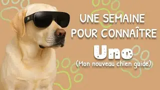 🦮 Une semaine pour connaitre Uno (mon nouveau chien guide)